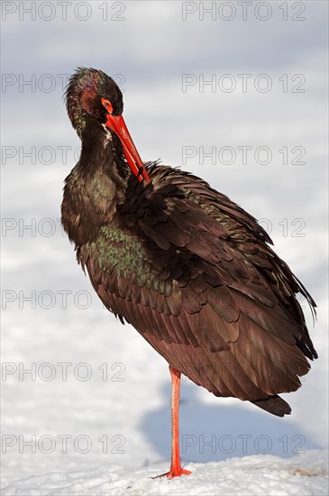 Black Stork (Ciconia nigra) preening