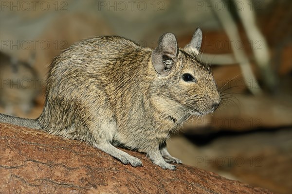 Common Degu (Octodon degus)