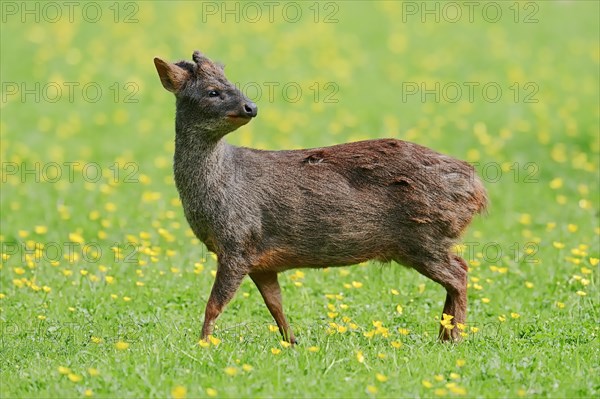 Southern Pudu (Pudu pudu)