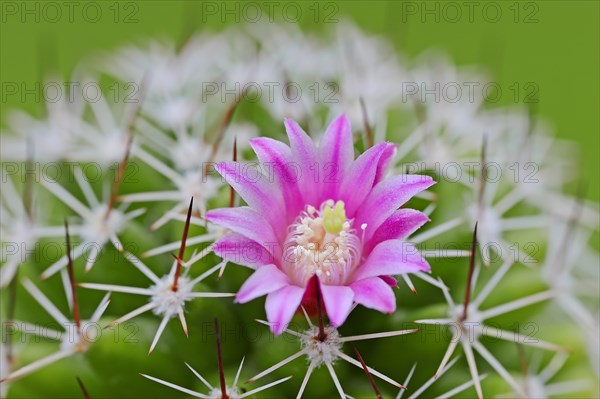 Pincushion Cactus