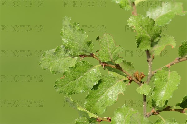 Antarctic Beech (Nothofagus antarctica)