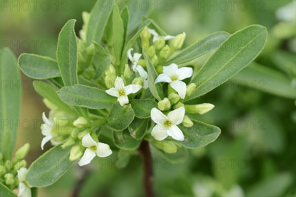 Alpine-Daphne (Daphne alpina)