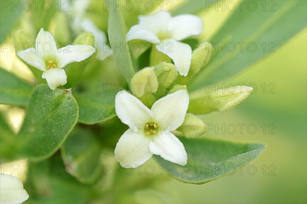 Alpine-Daphne (Daphne alpina)