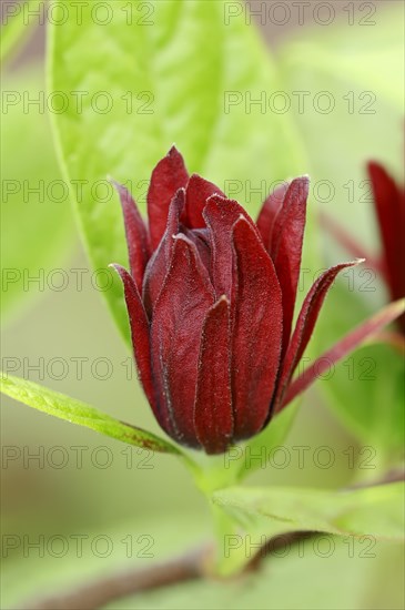 Carolina Sweetshrub (Calycanthus floridus)