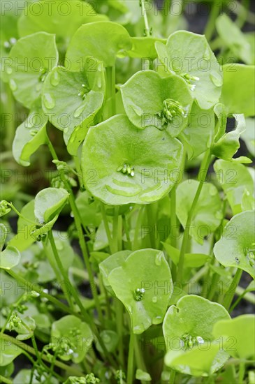 Miner's Lettuce