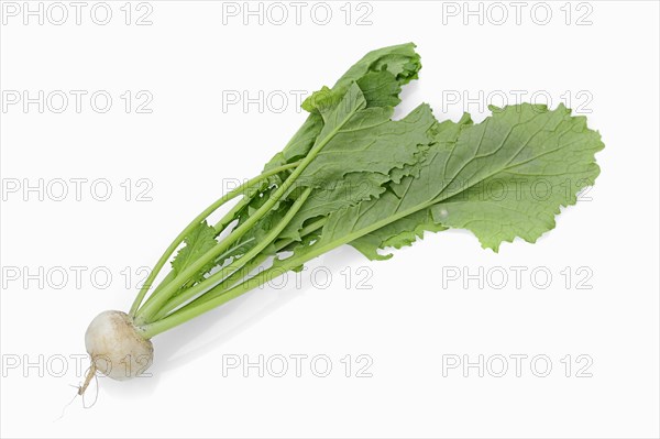 May Turnip or Navette (Brassica rapa ssp. rapa var. majalis)
