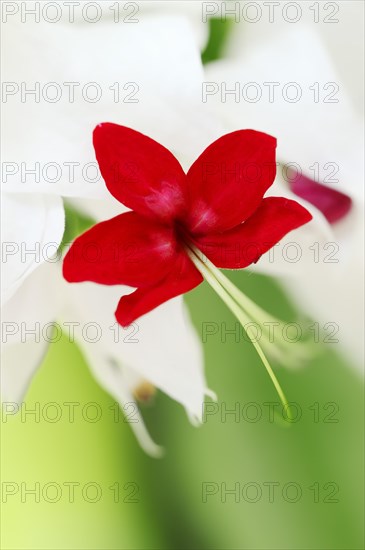 Bleeding Glory-bower (Clerodendrum thomsoniae) flower