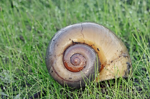 Channeled Applesnail (Pomacea canaliculata)