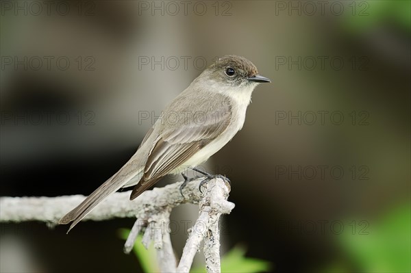 Eastern Phoebe (Sayornis phoebe)