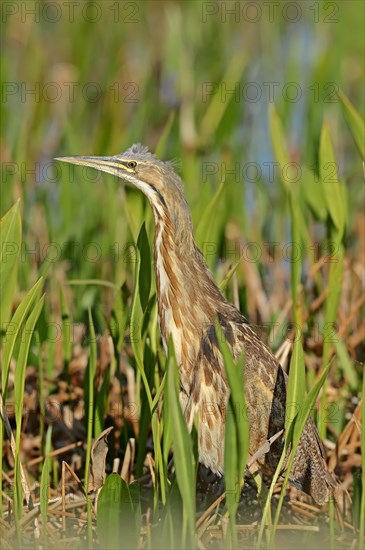 American Bittern (Botaurus lentiginosus)