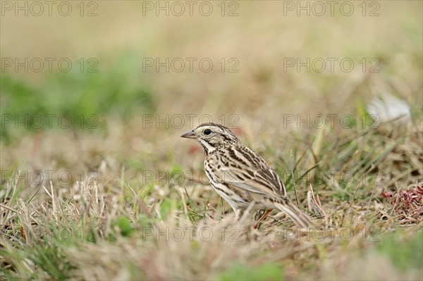 Savannah Sparrow (Passerculus sandwichensis) in the grass