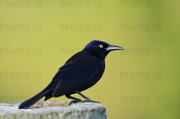 Common Grackle (Quiscalus quiscula)