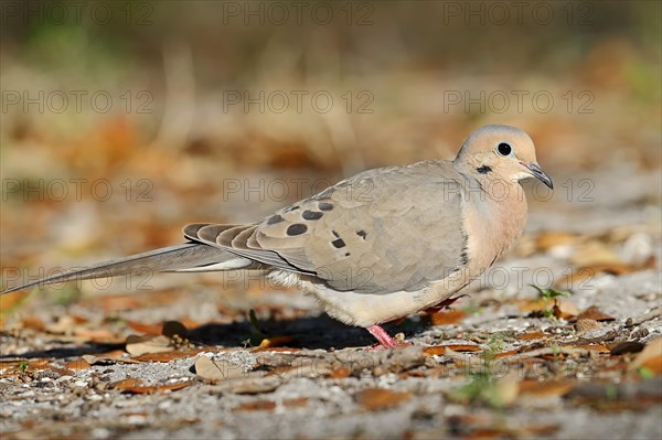 Mourning Dove (Zenaida macroura)