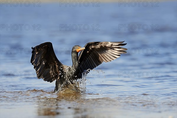 Double-crested Cormorant (Phalacrocorax auritus) landing in the water