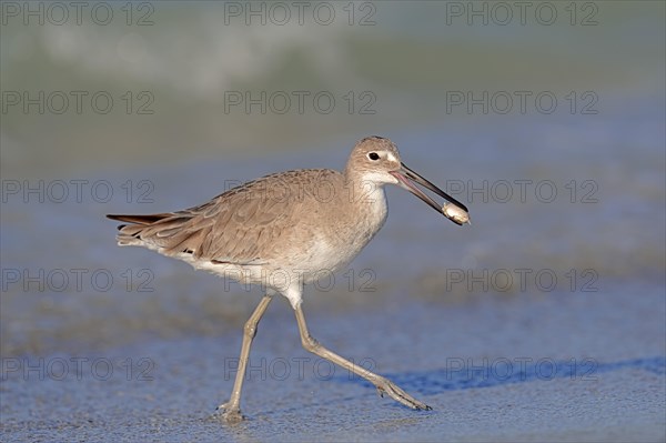Willet (Tringa semipalmata