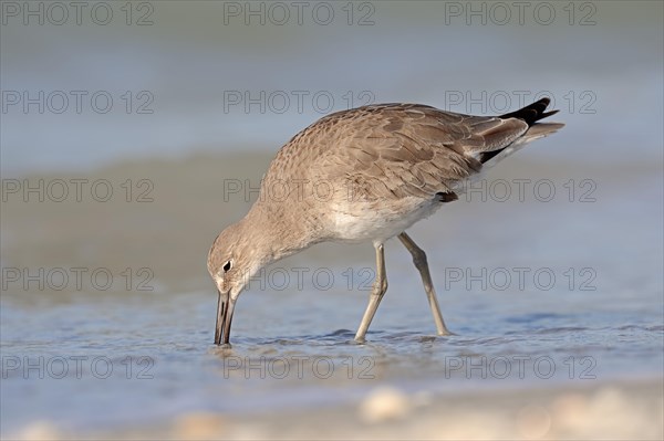 Willet (Tringa semipalmata