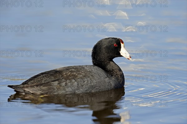 American Coot or Mud Hen (Fulica americana)