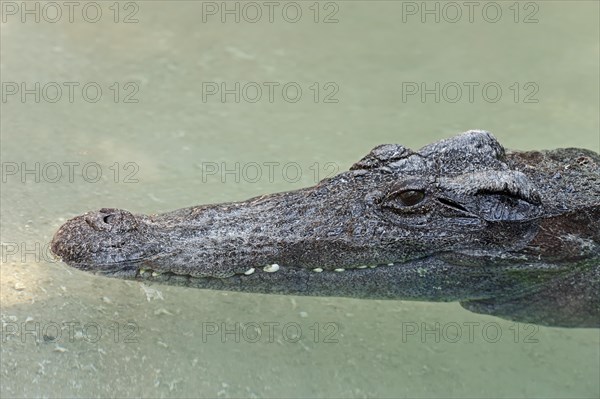 Siamese Crocodile (Crocodylus siamensis)