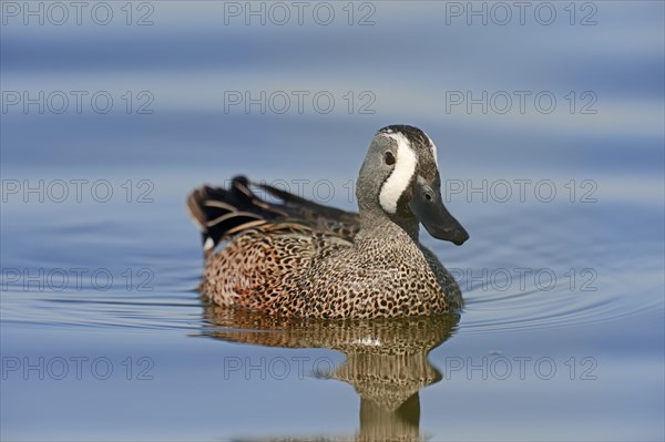 Blue-winged Teal (Anas discors)