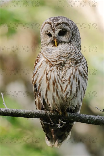 Barred Owl (Strix varia)