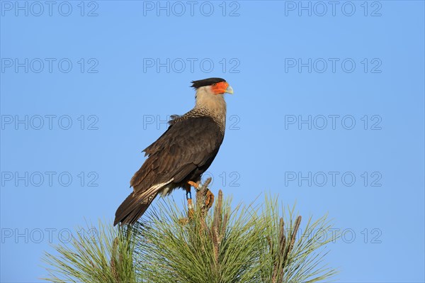 Southern Crested Caracara or Carancho (Polyborus plancus)