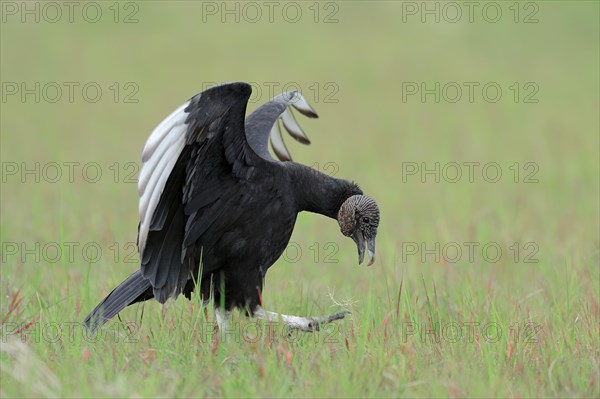 Black Vulture (Coragyps atratus)