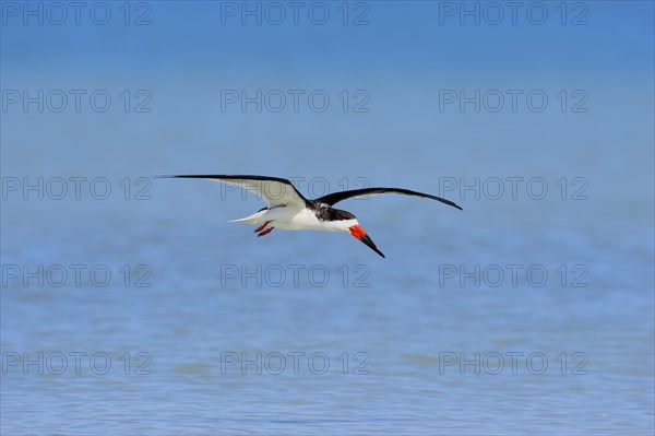 Black Skimmer (Rynchops niger) in flight