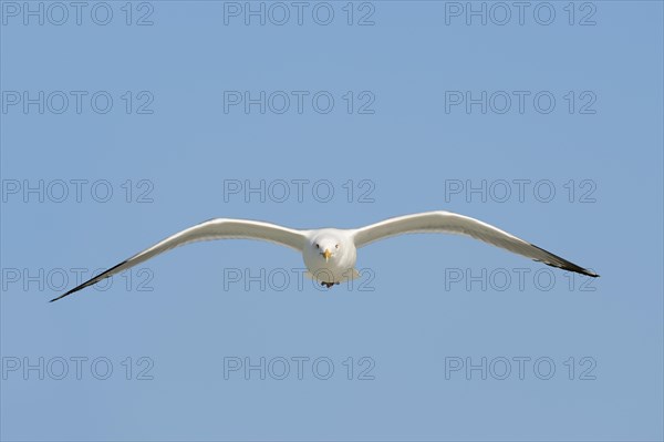 American Herring Gull or Smithsonian Gull (Larus smithsonianus) in flight