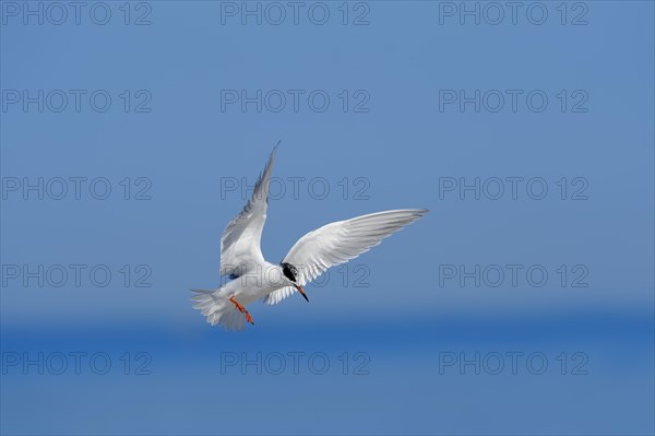 Forster's Tern (Sterna forsteri) in flight