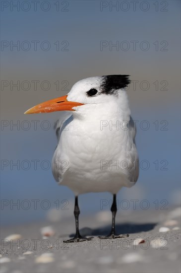 Royal Tern (Sterna maxima