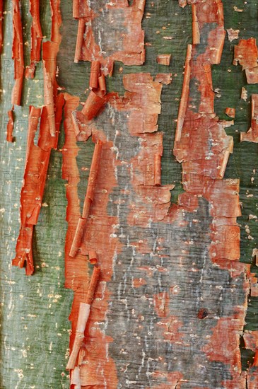 Gumbo-limbo