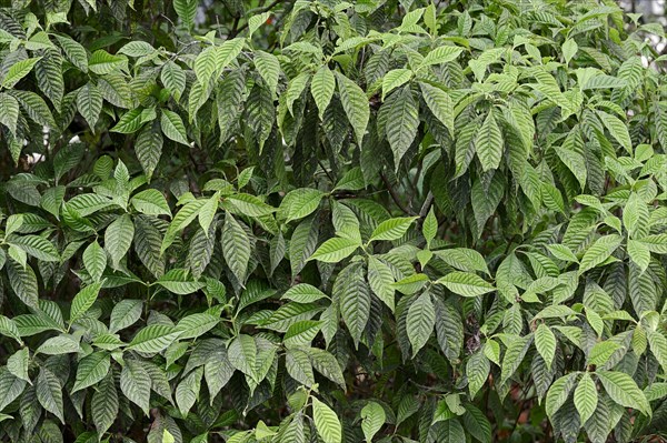 Wild Coffee (Psychotria nervosa)