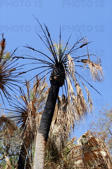 Sabal Palmetto