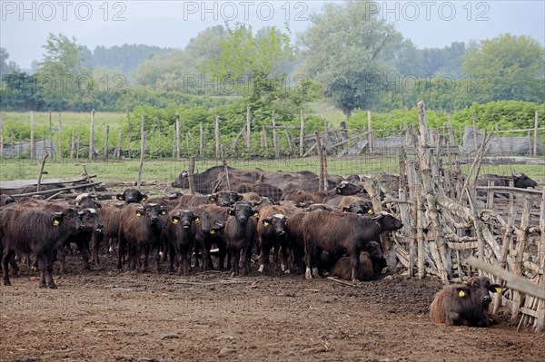 Domestic Buffalo