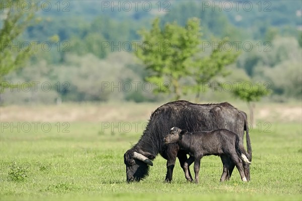 Domestic Buffalo