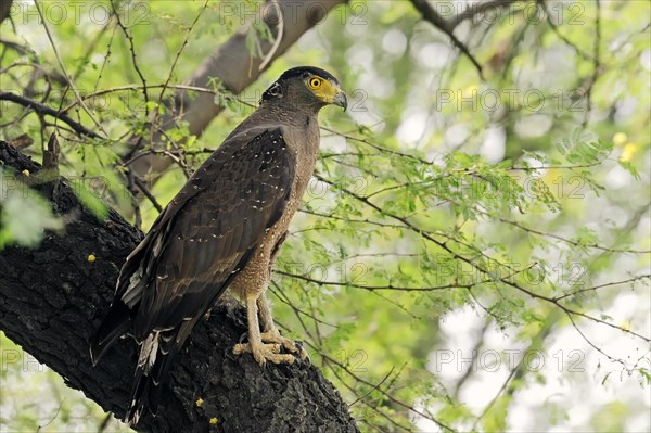 Crested Serpent Eagle (Spilornis cheela)