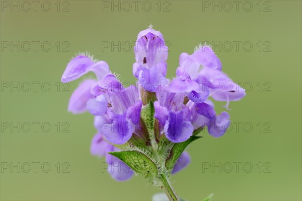 Large Self-heal (Prunella grandiflora)