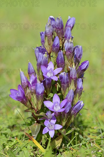 Chiltern Gentian or German Gentian (Gentianella germanica
