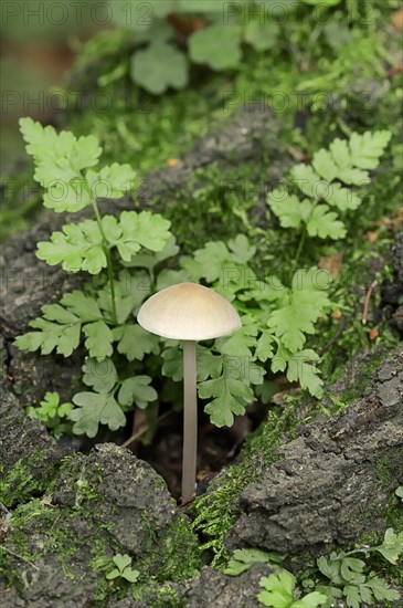 Common Bonnet or Rosy-gill Fairy Helmet (Mycena galericulata) and Brittle Bladder Fern or Fragile Fern (Cystopteris fragilis)