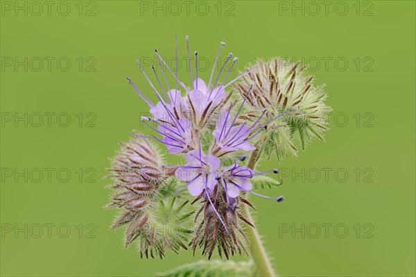 Lacy Phacelia (Phacelia tanacetifolia)