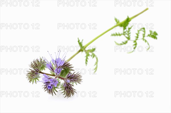 Lacy Phacelia (Phacelia tanacetifolia)