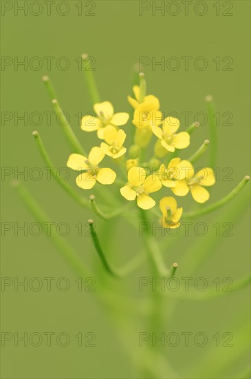 Bittercress