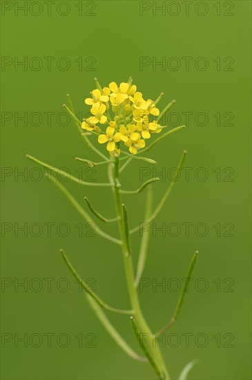 Bittercress