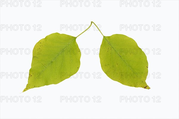 Osage Orange
