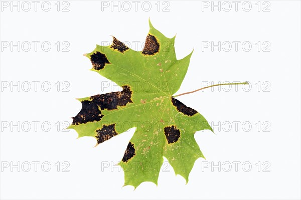 Tar Spot Fungus (Rhytisma acerinum) on the leaf of a Norway Maple (Acer platanoides)
