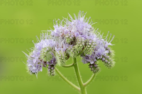 Lacy Phacelia (Phacelia tanacetifolia)