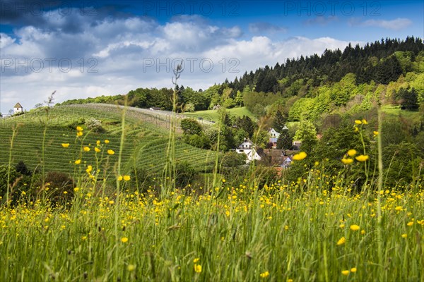 Landscape with a flower meadow and a small village
