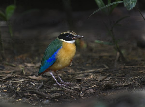 Blue-winged Pitta (Pitta moluccensis)