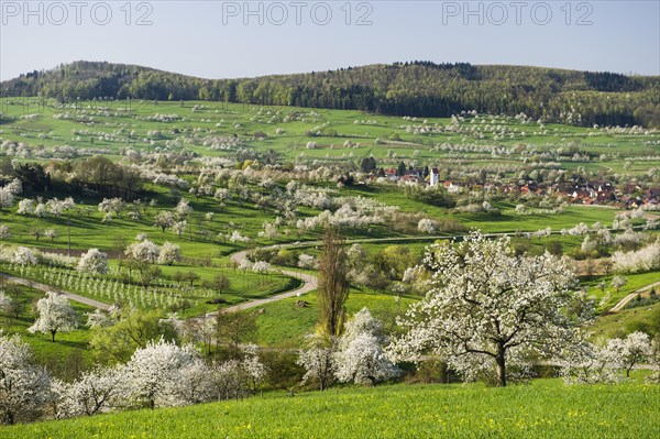 Landscape with blossoming cherry trees