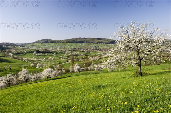 Landscape with blossoming cherry trees